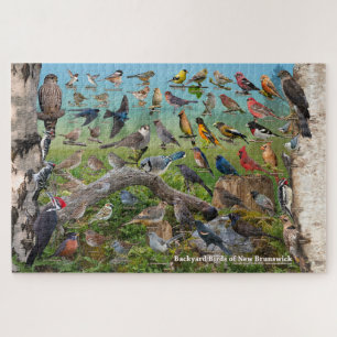 Hinterhofvögel von New Brunswick