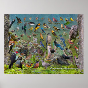Hinterhofvögel von Western Oregon Poster
