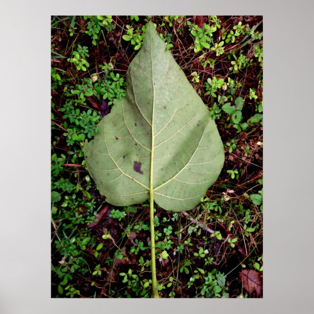 Hintern eines gefallenen Leaf Poster (Vorne)