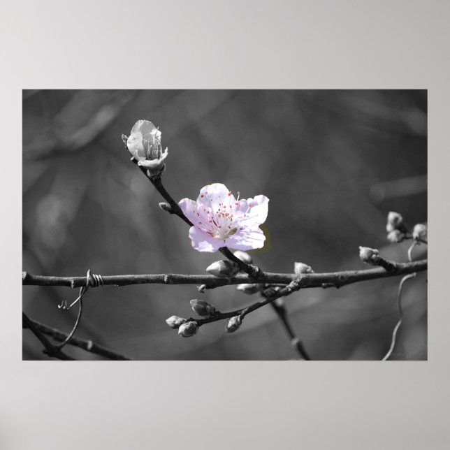 Hinweis auf rosa Kirschblossom Poster (Vorne)