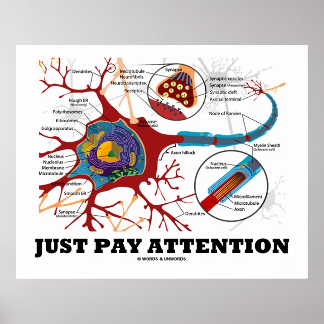 Hinweis Neuron / Synapse Poster (Vorne)