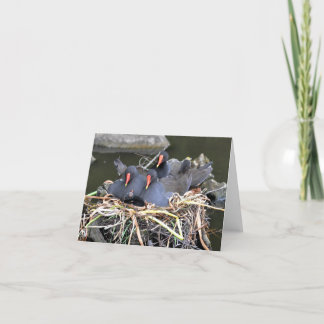 Hinweis: "Vier im Bett" Moorhens Karte