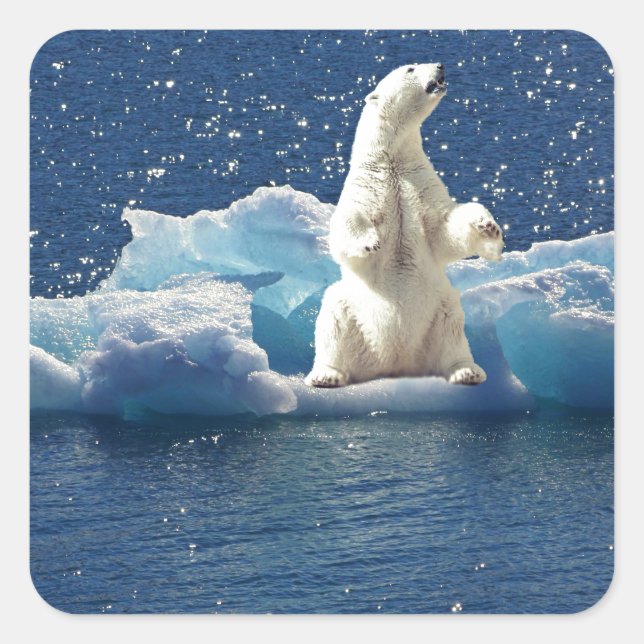 Hinzufügen von SLOGAN zum Rett von Polarbären mit  Quadratischer Aufkleber (Vorderseite)