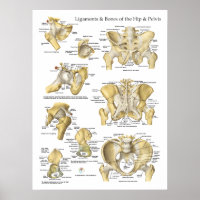 Hip Pelvis Anatomy Ligaments and Bones