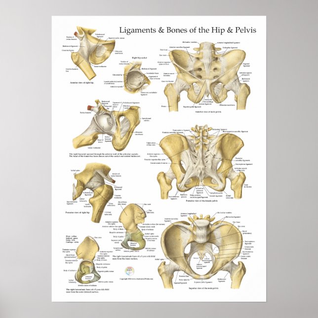 Hip Pelvis Anatomy Ligaments and Bones Poster (Vorne)