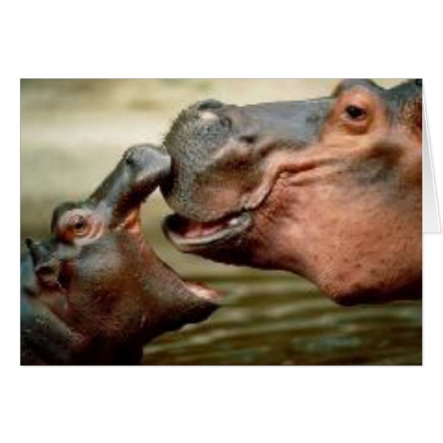 HIPPO (Devant horizontal)