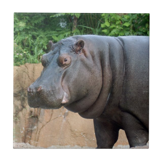 hippo-6 fliese (Vorderseite)