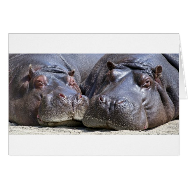 Hippo-78352 (Vorderseite (Horizontal))