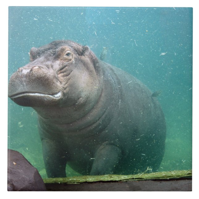 hippo-8 fliese (Vorderseite)