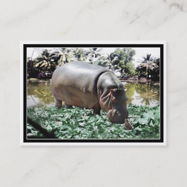 Hippo & Bird Visitenkarte (Vorderseite)