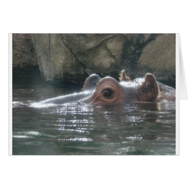 Hippo Flüchtige Blick a Boo (Vorderseite (Horizontal))