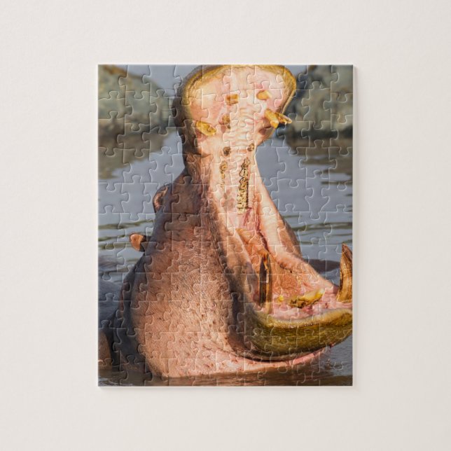Hippo-Gähnen, Tansania (Vertikal)