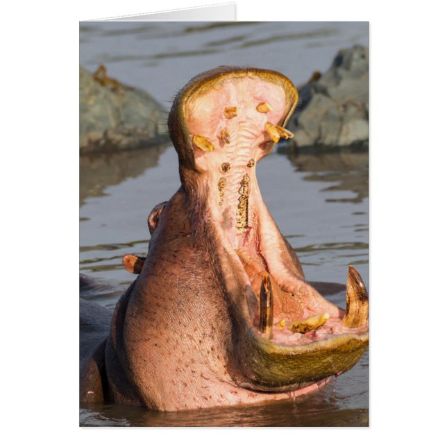Hippo-Gähnen, Tansania (Vorne)