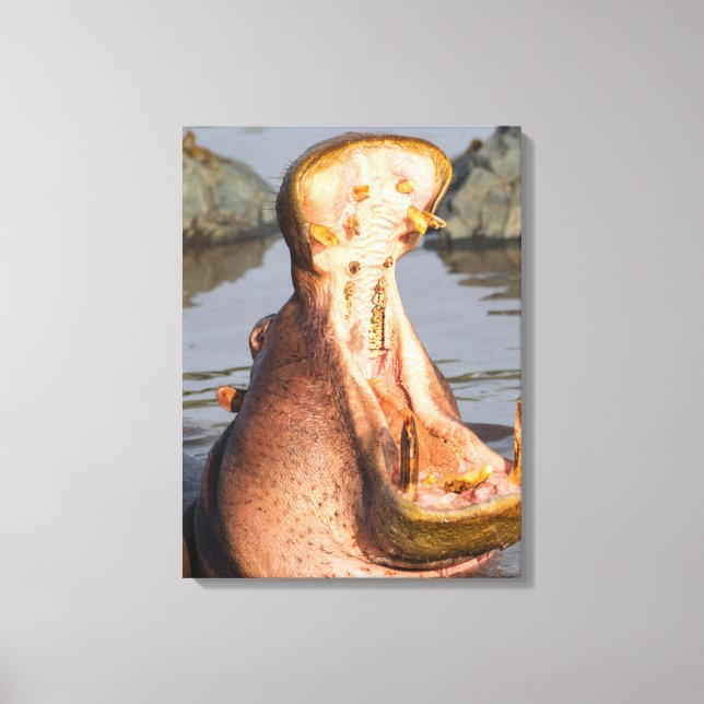 Hippo-Gähnen, Tansania Leinwanddruck (Vorderseite)