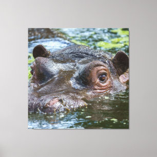 Hippo im Wassertriptychon Leinwanddruck