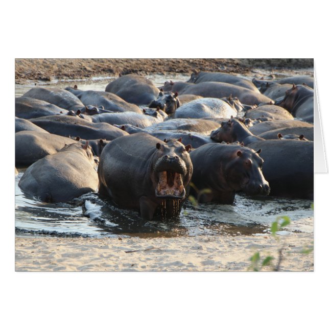 Hippo-Karte - innen leer (Vorderseite (Horizontal))