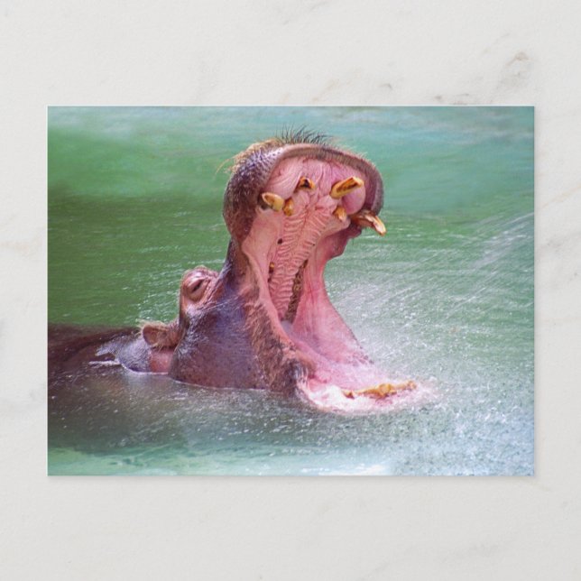 Hippo Mouth Open Postcard Postkarte (Vorderseite)