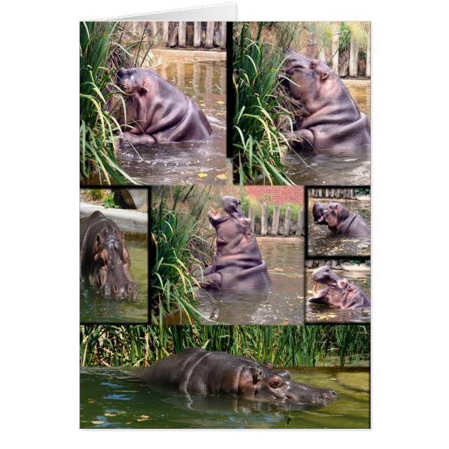 Hippo Photo Collage, (Devant)