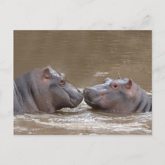 Hippo Postkarte (Vorderseite)