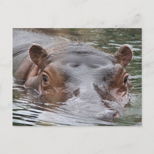 Hippo Postkarte (Vorderseite)