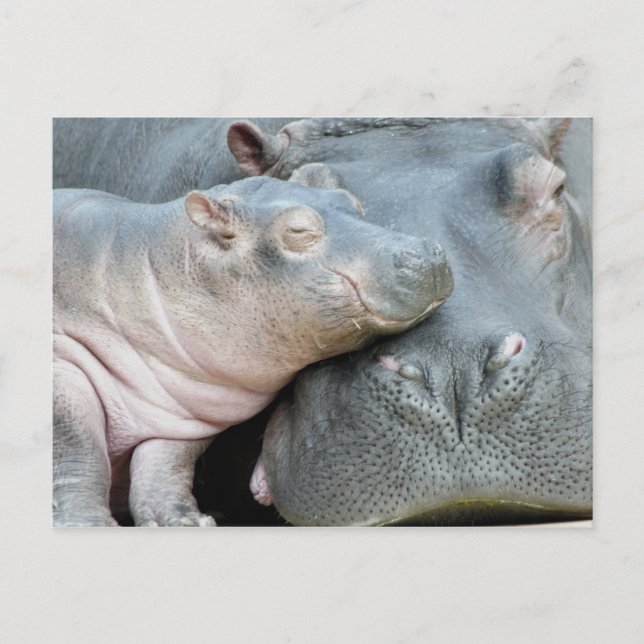 Hippo Postkarte (Vorderseite)