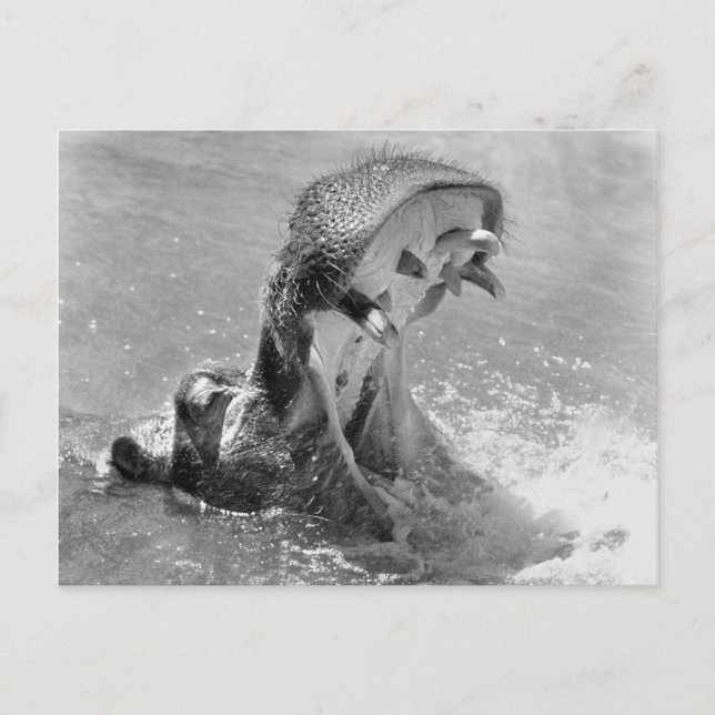 Hippo-Postkarte gefüttert Postkarte (Vorderseite)