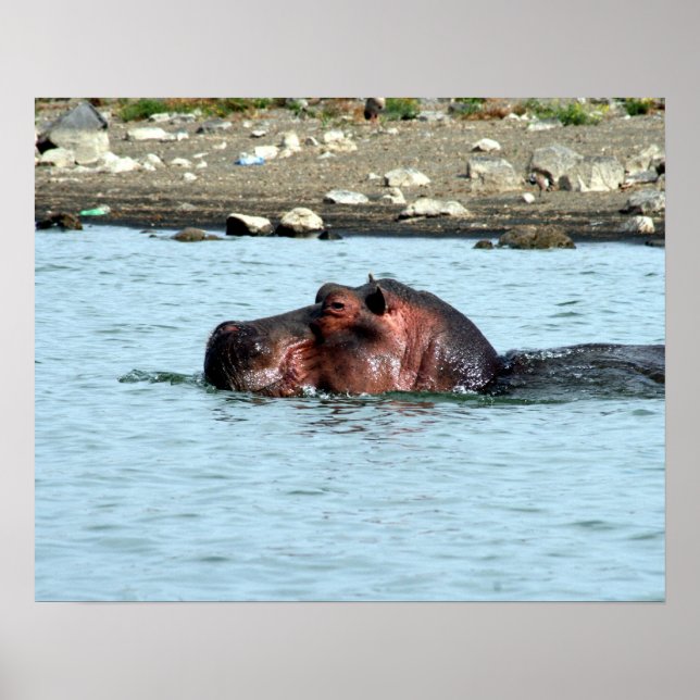 Hippo-Schwimmen Poster (Vorne)