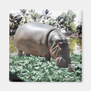 Hippo und der Vogel Magnet