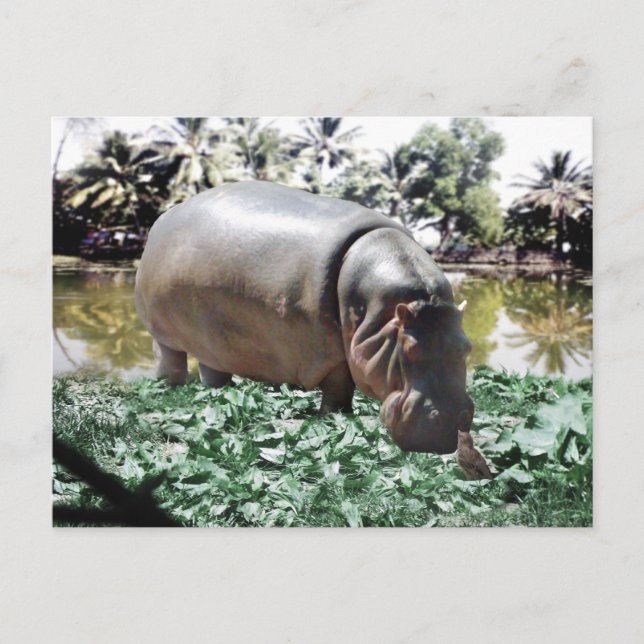 Hippo und der Vogel Postkarte (Vorderseite)