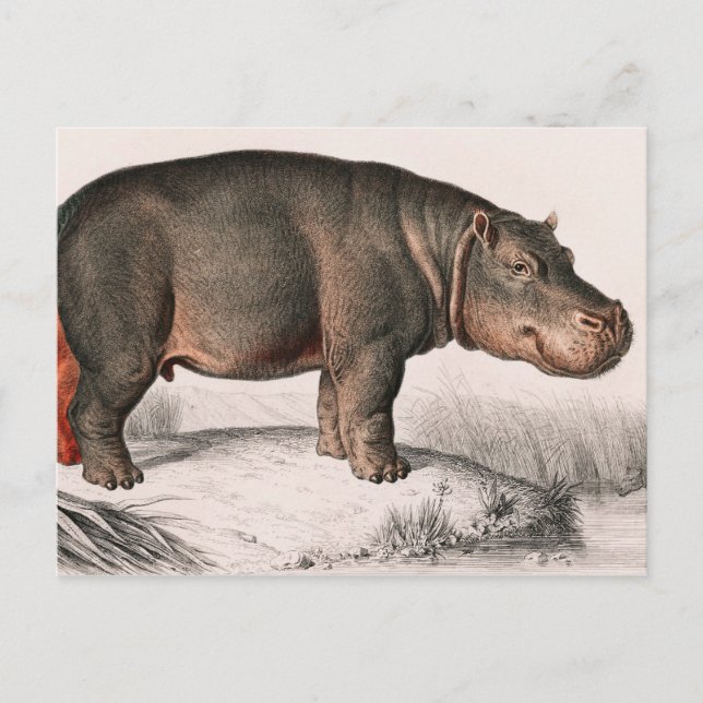 Hippo Vintag illustriert Postkarte (Vorderseite)