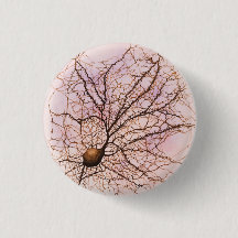 Hippocampal Neuron - Knopf u. Button