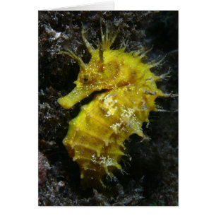 Hippocampe jaune Guttulatus de l'hippocampe