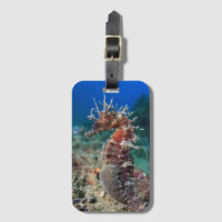 Hippokamp Ramulosus des Seepferd|