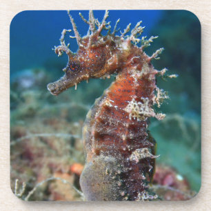 Hippokamp Ramulosus des Seepferd  Getränkeuntersetzer