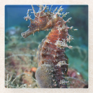 Hippokamp Ramulosus des Seepferd  Glasuntersetzer