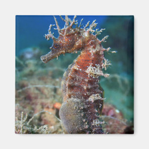 Hippokamp Ramulosus des Seepferd Magnet
