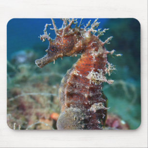 Hippokamp Ramulosus des Seepferd  Mousepad