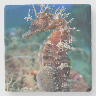 Hippokamp Ramulosus des Seepferd  Steinuntersetzer