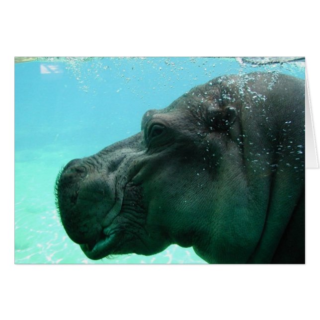 Hippopotame (Devant horizontal)