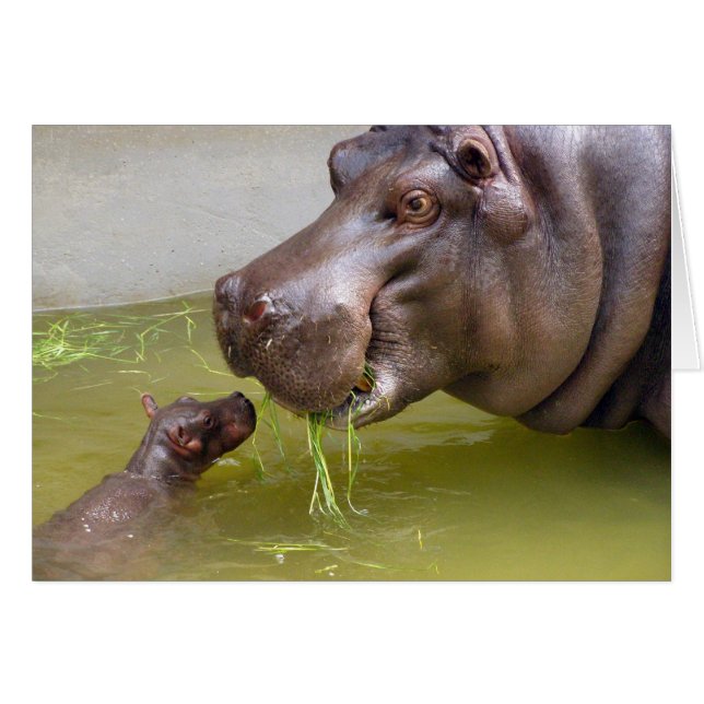Hippopotame de mère regardant le petit hippopotame (Devant horizontal)