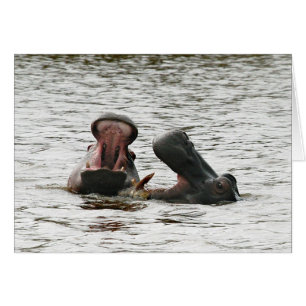Hippopotames dupant autour