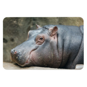 Hippopotammagnet Magnet