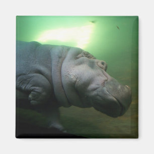 Hippopotamus Abstrakt Magnet