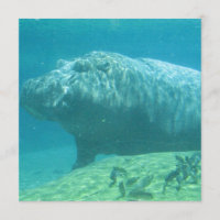 Hippopotamus-Einladung