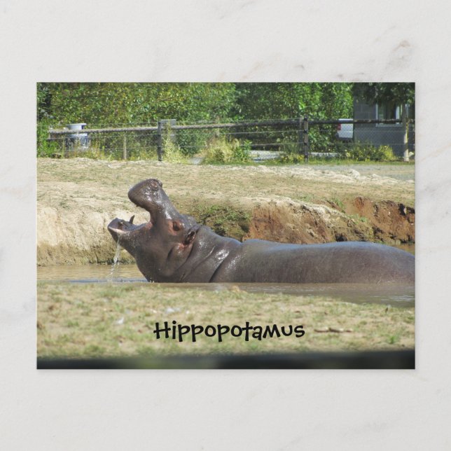 Hippopotamus Einnehmen eines Getränks Postkarte (Vorderseite)