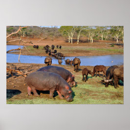 Hippopotamus hippo See St. Lucia Wetland Park Poster