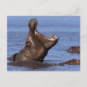 Hippopotamus (Hippopotamus amphibius) im Postkarte
