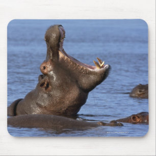 Hippopotamus (Hippopotamus amphibius) in Mousepad