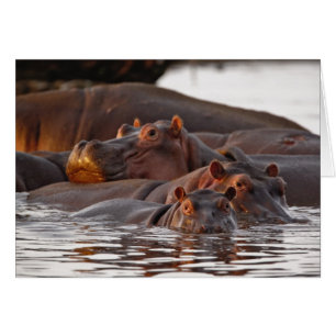 Hippopotamus, Hippopotamus amphibius, lac