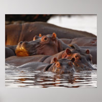 Hippopotamus, Hippopotamus amphibius, See